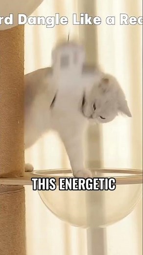 Awesome Cat Toys and Accessories on Amazon 😻