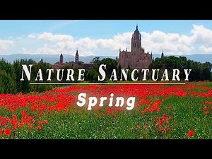 Relaxing Nature Ambience Meditation 🌹Good Morning Spring Therapy 🌹Healing Frequency Nature Sanctuary