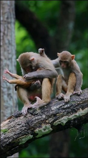Nepal’s Wild Side | Rare Wildlife Moments Caught on Camera