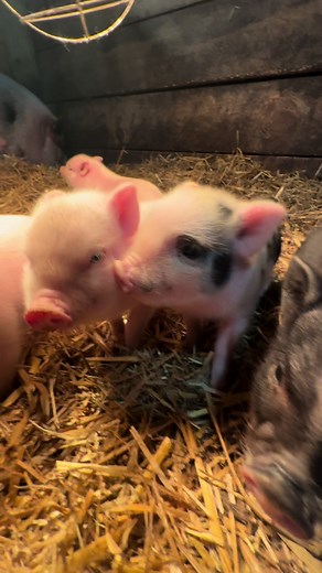 Adorable Juliana Mini Piglets Exploring the Farm