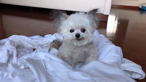 105K views · 10K reactions | me, not folding sheets | Norbert | Facebook