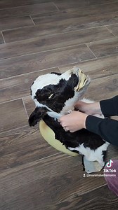 468K views · 1.4K reactions | Test fitting an adorable little calf!  | Reanimate | Facebook
