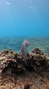 Do you believe in Aliens 👽🐙? #alien #octopus #hawaii #diving #ocean | Hawaii Aquaman