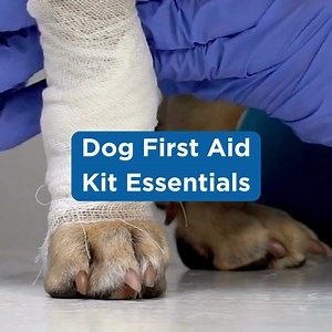 10K views · 3 comments | Every pet parent needs a dog first aid kit! 喙 Here’s what you should have on hand for emergencies! Full list of everything you need is in the comments! #DogFirstAid #PetCare #BePrepared | Invisible Fence Brand | Facebook