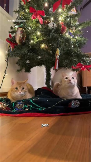 Penny the Ginger Cat 🐱 on Instagram: "was felix and penny naughty 😈 or nice 😇 this year?! it’s high stakes with a brand new @thelitterrobot up for grabs. will these two have their holiday dreams come true… or be left with lumps of used cat litter for gifts? check out our link in bio for up to $150 off select Litter-Robot bundles! #ad #litterrobotpartner #naughtyornice"