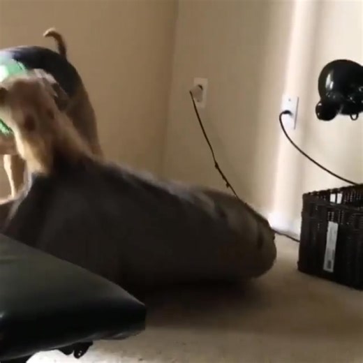 “Who needs security when you have an Airedale Terrier on duty? 🚨😂” | Airedale terrier Lovers