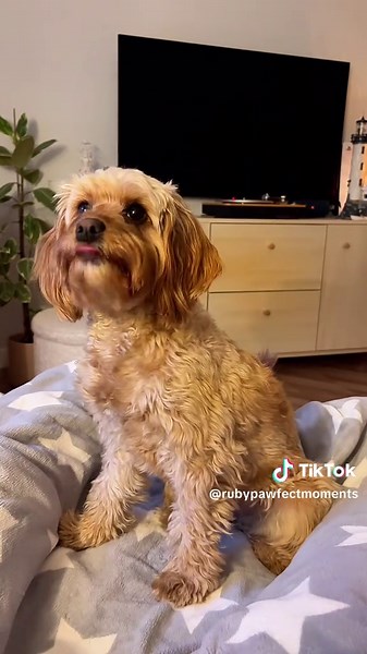 How did I do? From 1 to 5? 🥰😍😘 #cavapoolife #happydoggie #pieskiesprawy #pieskie_życie #cavapoosoftiktok