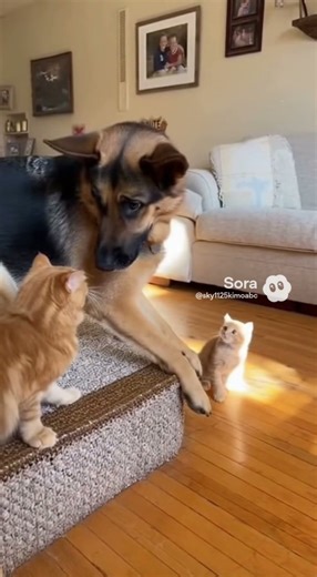 DOG Tries to BULLY Tiny Kitten — Watch the Mom Cat’s EPIC Revenge!