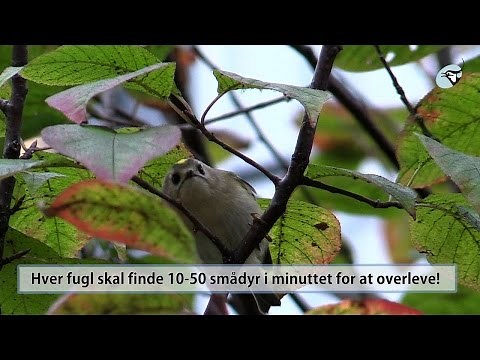 Fuglekongen – Danmarks mindste fugl er en lille ædekonge