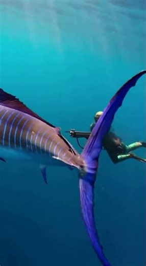 Speargun Fired… Blue Marlin DODGES & Sprints Away! | Cinematic Underwater
