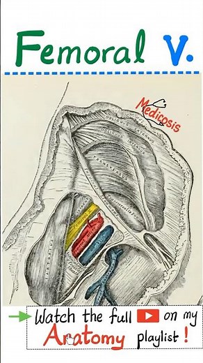 Femoral Vein - Anatomy of Lower Limbs...#anatomy #physiology #biology #medschool #medicine #nurse