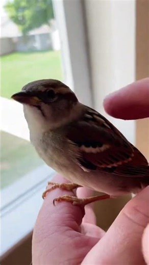 Baby Sparrow First Moments After Rescue #viral #trending #short