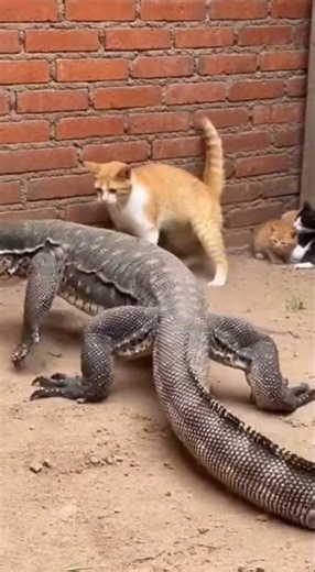 Fearless Mom Cat vs Giant Lizard — Protecting Her Kittens at All Costs 😳🔥