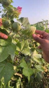 How cotton is grown in the fields