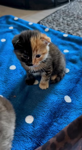 POV: you meet a kitten with built-in dual mode. Left side: mysterious villain. Right side: sweet cinnamon roll. Brain still loading. Heart already stolen. Wait till the end to see the tiniest paws in history 🐾 #FYP #KittenTok #ChimeraCat #CuteCore #cat