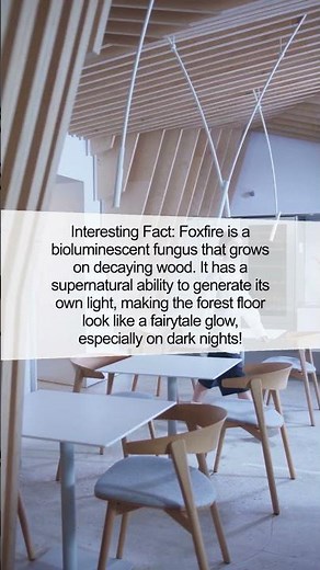 Glowing Secrets of the Fabulous Foxfire Fungi | Interesting Fact #Shorts