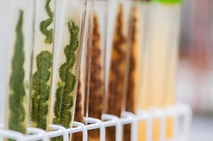 La fermentation solide une alliée pour répondre aux besoins alimentaires