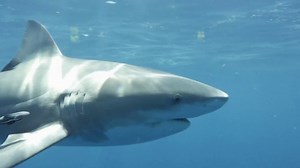 Woman hospitalized from shark attack at New York City beach