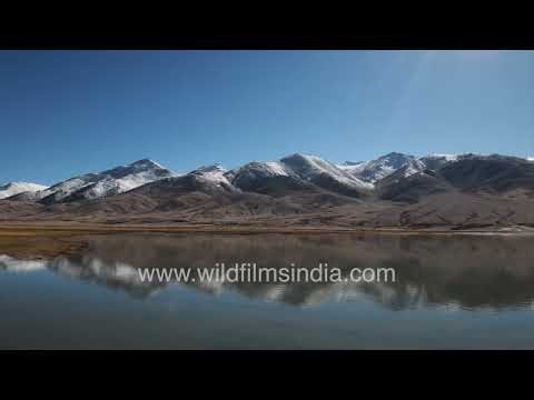 Tufted ducks at Chhagayung Tso lake in remote Ladakh plateau