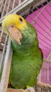 9.6K views · 1.6K reactions | Meet the amazing Yellow-headed Parrot,...