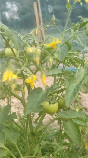 mini vlogs nhoi dei 🙏😊#shortvideo #youtubeshorts #youtuber #viralvideo #assamese #tech a #vlogger x