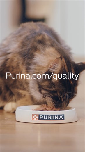Safe, quality pet food for your cat—and our own—is always our first priority at Purina. | Purina