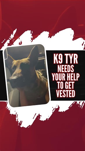 Meet K9 Tyr of the @manateecountysheriff in Florida. 🐺🐾 Certified in patrol and narcotics, K9 Tyr deploys with SWAT and the Violent Crimes Task Force, where unpredictable threats and high-risk environments are a regular part of the job. Right now, Tyr is conducting building and area searches, tracking suspects, and making apprehensions – without the protection of a ballistic vest. ❗ As a trusted protector of his community, K9 Tyr deserves the same level of protection as his human partner. You 