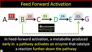 What is feed forward activation of enzymes? With example form Glycolysis