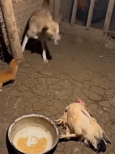 Never thought the tabby cat was a mole! The goose shows up—they all pipe down!