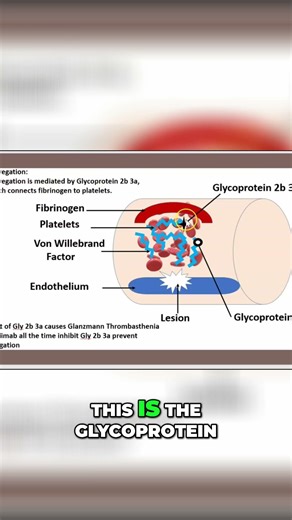 2-Minute Platelet Aggregation: How Glycoprotein IIb/IIIa Connects Fibrinogen #shorts