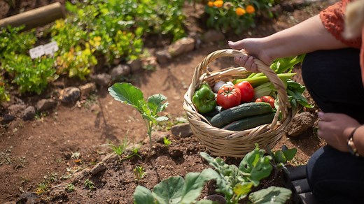 Gado no pasto impede horta na fazenda? Especialista esclarece dúvida