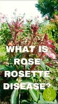 Help! What is Rose Rosette and how to get rid of it! #gardeningtips #roses #rosecare #rosedisease
