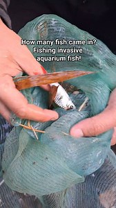 78K views · 435 reactions | Catching invasive aquarium fish. #aquascapingnegros | Aquascaping Negros | Facebook