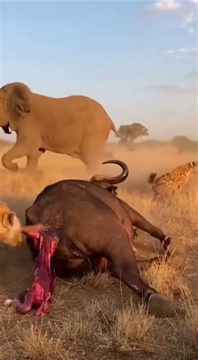 A buffalo is giving birth, hyenas want to eat her calf, and an elephant wants to help the buffalo.