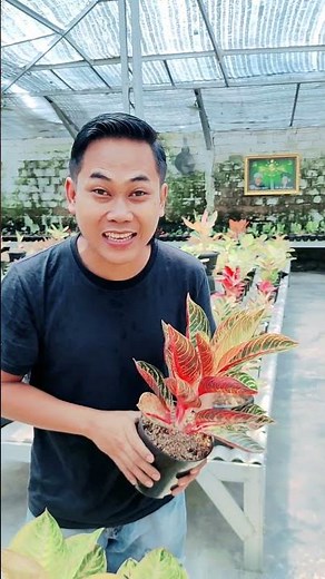 Aglaonema ornamental plants