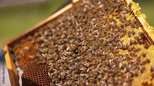 Lots of bees covered the surface of the wax frame. Beautiful working insects rambling over the honey cells. Close up.