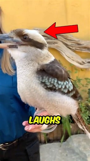 Top 3 FUNNIEST Bird Sounds You Won’t Believe Exist 😱 #FunnyBirdSounds #WeirdBirdNoises