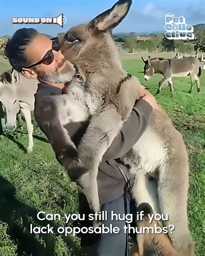 Who wants a donkey hug? 🙋‍♂️🫏🥰 | The Pet Collective