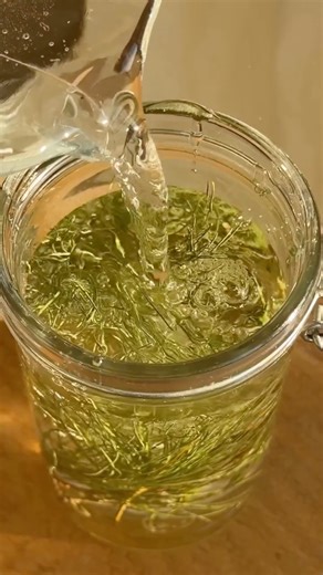 kruut on Instagram: "Fermentierte Limonade/Tannen Soda🌲🥂 Diese fermentierte Limo aus Nadelzweigen und Thymian ist eines unserer Highlights aus der Wildpflanzen-Küche. Sie prickelt ganz natürlich, steckt voller ätherischer Öle und schmeckt wunderbar aromatisch. Abspeichern und ausprobieren✨ So einfach geht’s Sammeln: Frische Nadelzweige (Fichte, Tanne oder Kiefer – achte darauf, dass sie ungiftig sind!) und ein paar Zweige wilden Thymian in ein sauberes Glas geben. Süßen: Einen ordentlichen Kle