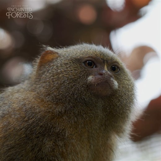 462K views · 10K reactions | Exactly what we needed to see today ❤️ The pygmy marmoset may be tiny, but its bite is strong enough to pierce even the toughest fig tree bark. #InsideTheEnchantedForests is now streaming on Disney+ and Hulu. | National Geographic Animals | Facebook