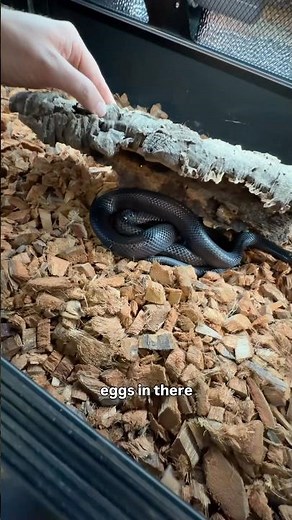 My snake is full of eggs