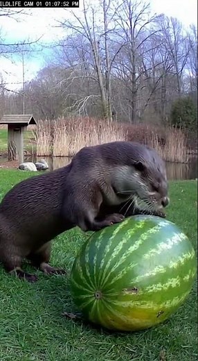 Otter Ate Our Watermelon!!