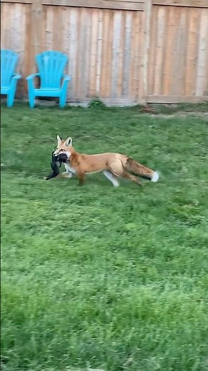 Red fox caught a squirrel #wildlife #nature #redfox