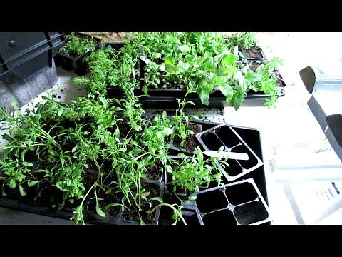 Seed Starting Basics: 5 Great Perennial Flowers for Pollinators: Over-Seeding, Starting & Dividing