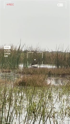 Rusty saved this goose from drowning… #fyp #viral #waterfowl #hunting #geese