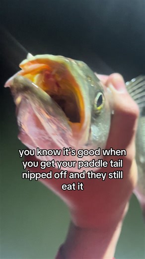i love trout #fyp #viral #fishing #tuff #relatable