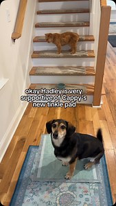 3.2K reactions · 23 shares | New tinkle pad for cappy✨ Hadley was so supportive for Cappy's afternoon tinkles. He also was curious what Cappy would think of the new tinkle pad! I like how they are green!! #petcare #cutecat #disabledcat #caregiver #earthrated #dogcare #catdoglove | Katie Beth Miedaner | Facebook