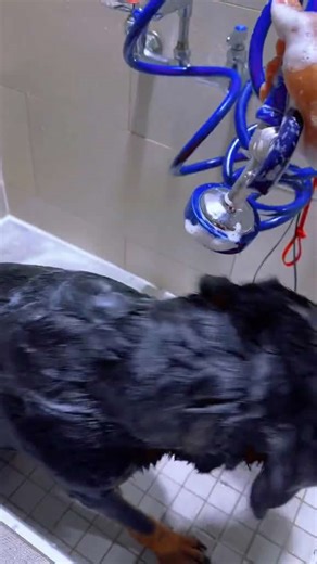 Bath Day Adventures: My Dog vs the Dryer!