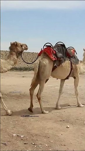 National Anthem of Morocco - Cherifian Anthem