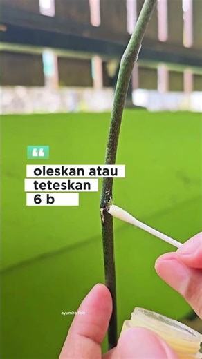 cara cepat menumbuhkan spike dan keiki pada anggrek bulan